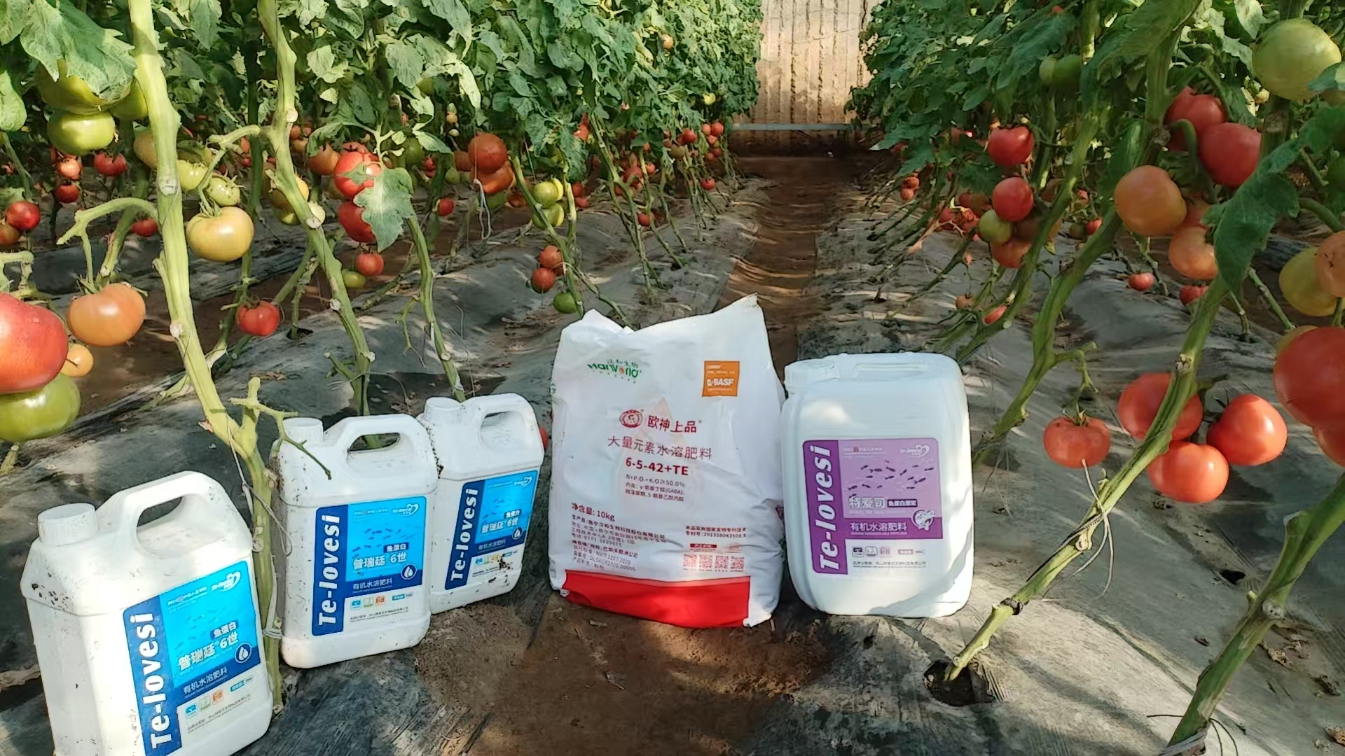 微信图片_20250212110759