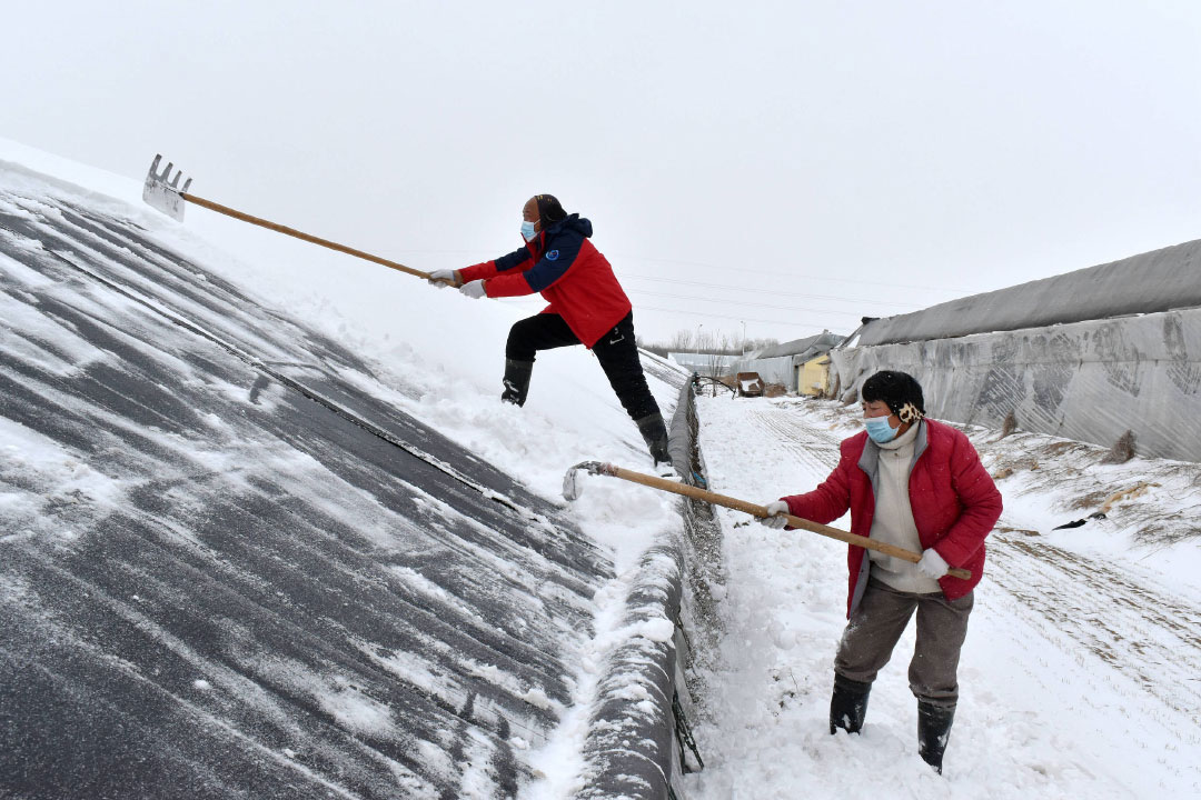 大棚清雪