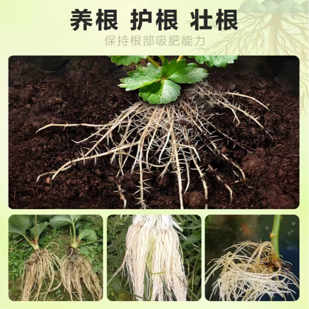 根系发达